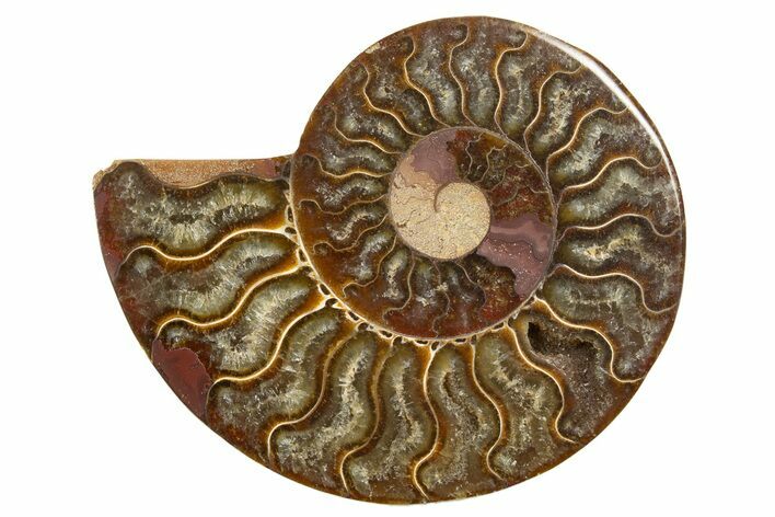 Cut & Polished Ammonite Fossil (Half) - Madagascar #318093